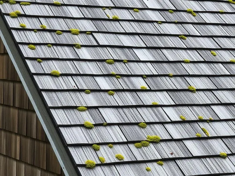 Aged silver-grey cedar shingle roof with natural moss patches showing weathered patina on a BC coastal home.